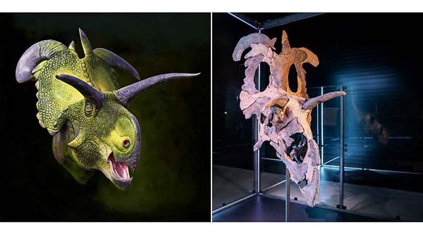 ロキケラトプスの頭部化石と復元図＝左（デンマーク「進化博物館」のフェイスブックから）