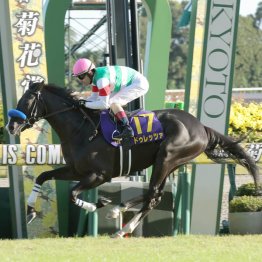 昨年の菊花賞を勝ったドゥレッツァ（Ｃ）日刊ゲンダイ