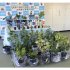 施行初日、大麻所持疑いで会社員男を逮捕、自宅から押収された大麻草（Ｃ）共同通信社