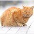 ボンネットを叩く「猫ばんばん」を推奨（Ｃ）日刊ゲンダイ