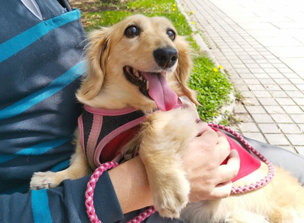 愛犬との絆がもたらす健康効果…愛着が強いほど散歩の頻度が高い