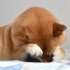 かゆいワン…