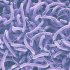 多くの抗生物質に耐性が…（写真はイメージ＝iStock）