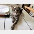 実家の4匹の猫たちのことも気がかりだった（如月サラさん提供）