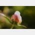 ほころんだ蕾を購入してね（写真:iStock）