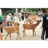 奈良公園は、鹿と戯れることができる外国人観光客らの人気スポット（Ｃ）日刊ゲンダイ