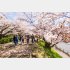 お花見を振り返ります（写真:iStock）