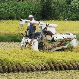 作付制限、TPP、長年の減反政策や転作推奨、農家をさんざんに振り回してきたのは自民党(C)共同通信社