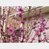 実家の庭に咲いていた蘇芳（スオウ）の花（如月サラさん提供）