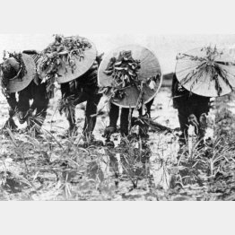 戦時中、偽装して田植えをする農村の人びと(1945=昭和20=年7月2日、場所不明)/(C)共同通信社