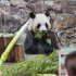 良浜（ラウヒン）、再見！（Ｃ）共同通信社