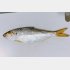 魚も加工アプリで艶やかに。