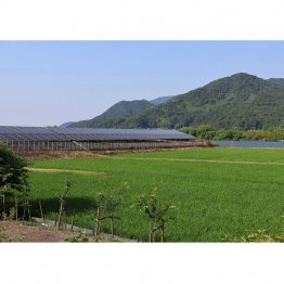 和江集落の田んぼとソーラーパネル=京都・舞鶴市( C )日刊ゲンダイ