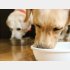 愛犬の健康のために