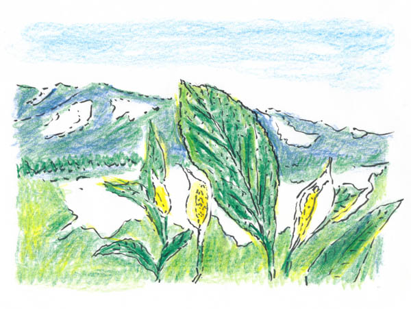一面に咲き誇る水芭蕉に心奪われて生まれた「夏の思い出」｜日刊