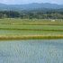政策転換は30年前にするべきだった…（Ｃ）日刊ゲンダイ