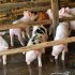 豚は人と鳥の両方のインフルエンザウイルスに感染しやすい