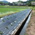 ハーブをあぜ道に植栽し、稲のカメムシ防除工夫（Ｃ）日本農業新聞／共同通信イメージズ