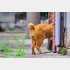 （写真:芳澤ルミ子）