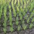 無事に育つのか、収穫できるのか