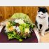 夏の花でまとめたブーケな。涼しげな感じや〜　byさぶ店長／無断転載禁止（C）コクハク