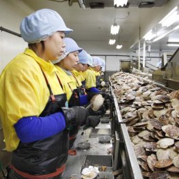 ホタテ工場で働く技能実習生(C)共同通信社
