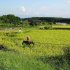 地球温暖化、自然との調整で水や土壌、施肥の管理、そんなうまくいくのか（Ｃ）日刊ゲンダイ