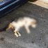 日本人オカムラ・サトシ容疑者は極めて残虐な行為を繰り返し、少なくとも5匹以上の猫を殺害（「マルタ動物里親グループ」の公式サイトから）