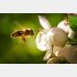 受粉が終わったら…（写真:iStock）