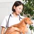 メスの避妊手術は発情休止期に