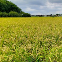 実りの秋を迎えられればいいが…(C)共同通信社
