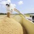 収穫される早場米（千葉県多古町）／（Ｃ）共同通信社