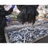 大ぶりで脂も乗っている（サンマが水揚げされた北海道根室市の花咲港）／（Ｃ）共同通信社