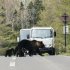 知床国立公園で、道路を歩くヒグマの親子（Ｃ）共同通信社