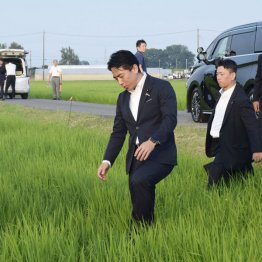 スマート農業やコスパ化だけでなく抜本的な改革が急務(乾田直播農業を視察する小泉農相)/(C)共同通信社