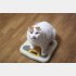 ダイエット、したほうがいいよね？（写真:iStock）