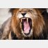 ライオンと素手で戦って…（写真:iStock）