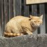自宅に迎えたら念のため診察を