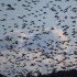 トモエガモの群（写真はイメージ）