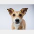 かわいいけれど（写真:iStock）