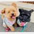 ゆかりさんの愛犬たち（写真：ゆかりさん撮影／無断転載禁止）
