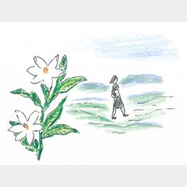 イラスト・沢野ひとし