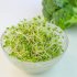 スルフォラファンはアブラナ科野菜に多く含まれ、ブロッコリースプラウトの含有量はとび抜けて多い