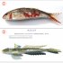 新種のサクヤヒメジ（写真②）、新種か！？と思われたが……（写真③）／（提供）「ズカンドットコム」