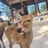 愛らしい見た目だが…（Ｃ）日刊ゲンダイ