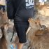 「噛まれるとけっこう痛い」（Ｃ）日刊ゲンダイ