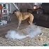 愛犬のコールトンがラグの上でデバイスを噛んで遊んでいたところ…（米ノールカロライナ州チャペルヒル消防局の公開動画から）
