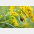 ブタクサじゃございません（写真:iStock）