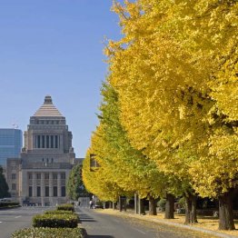 国会議事堂前のイチョウ並木（Ｃ）iStock