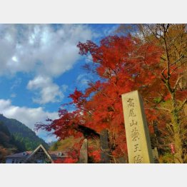 高尾山でも目撃情報が…